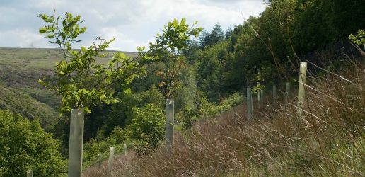New trees planted in woodland with plastic guards