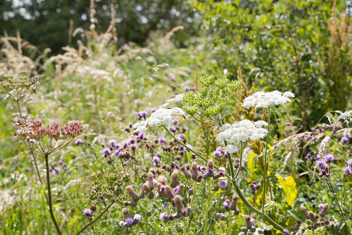 Meadow flowers