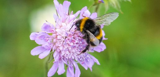 Bumble bee on cornflower