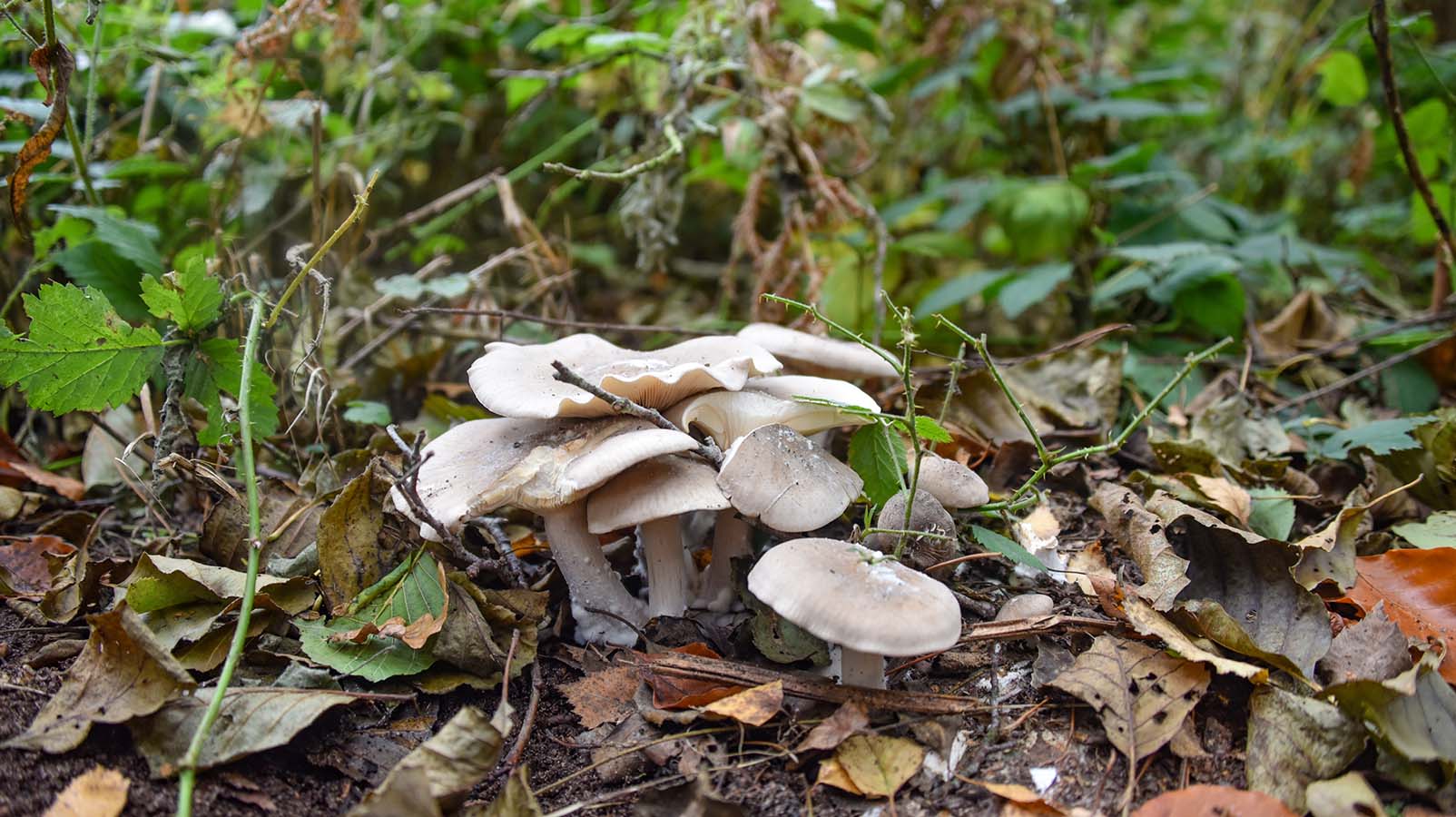 Fungi on forest floor