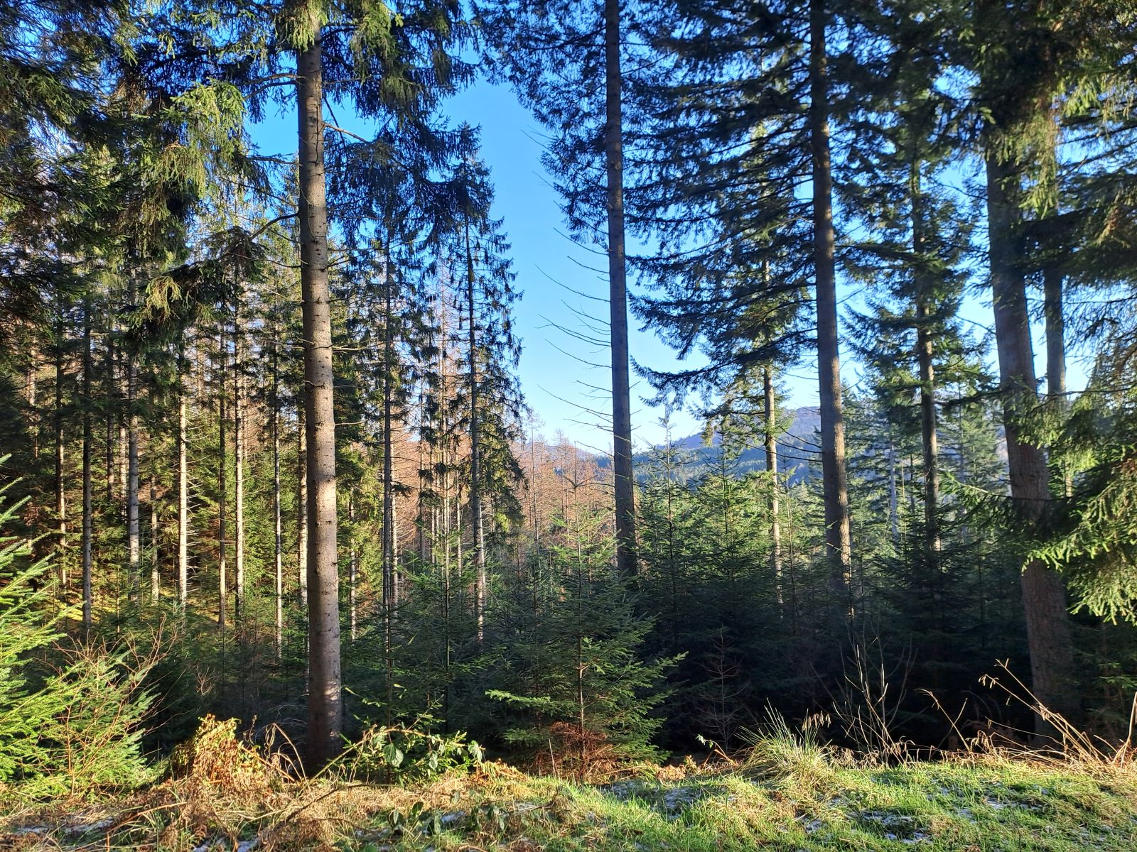 Craigvinean Forest in Scotland, a Forestry and Land Scotland site of mixed conifer (mostly Spruce, with some larch in the background). 