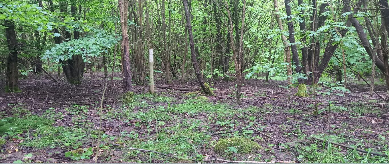 Woodland