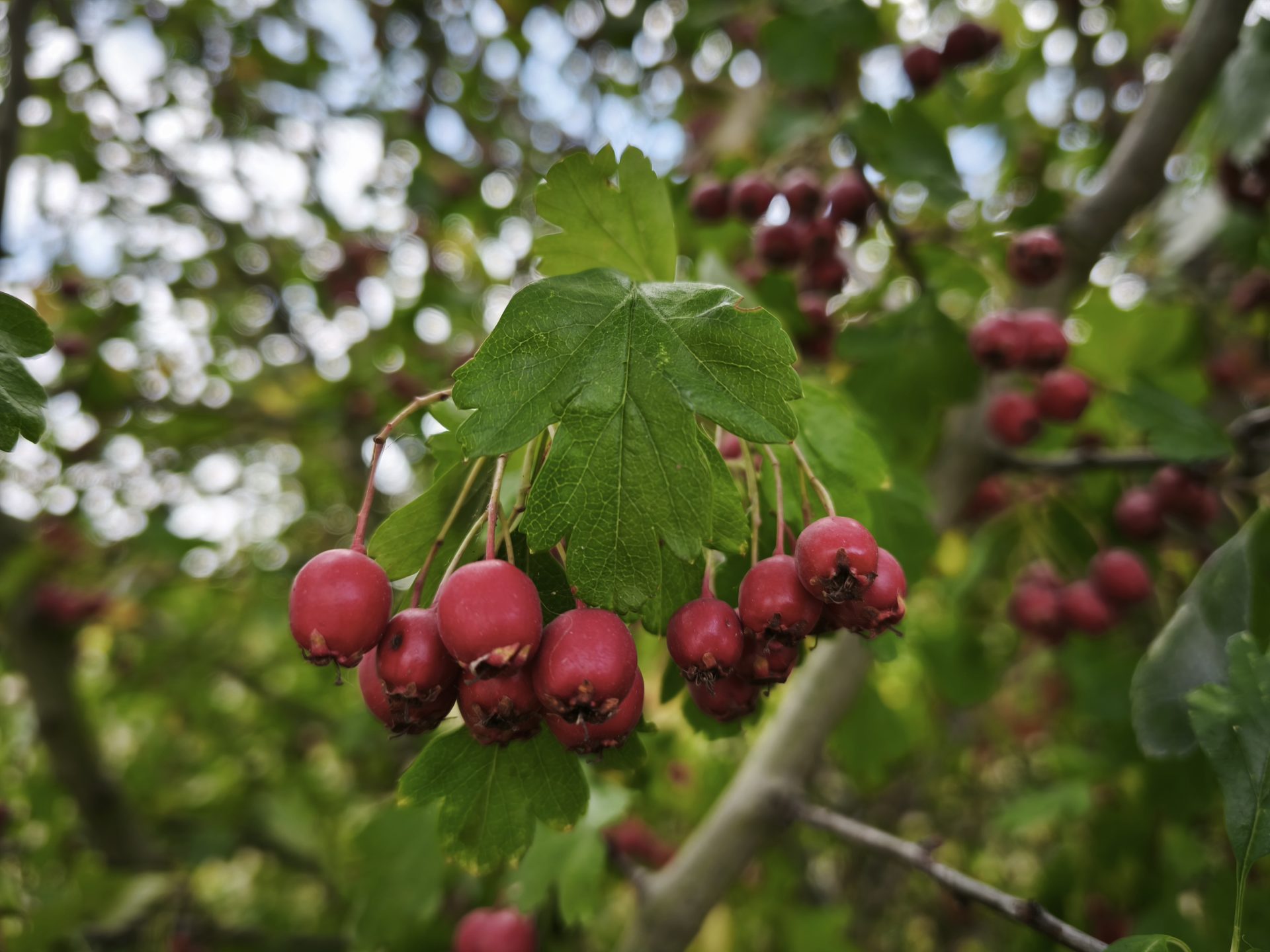 Haws