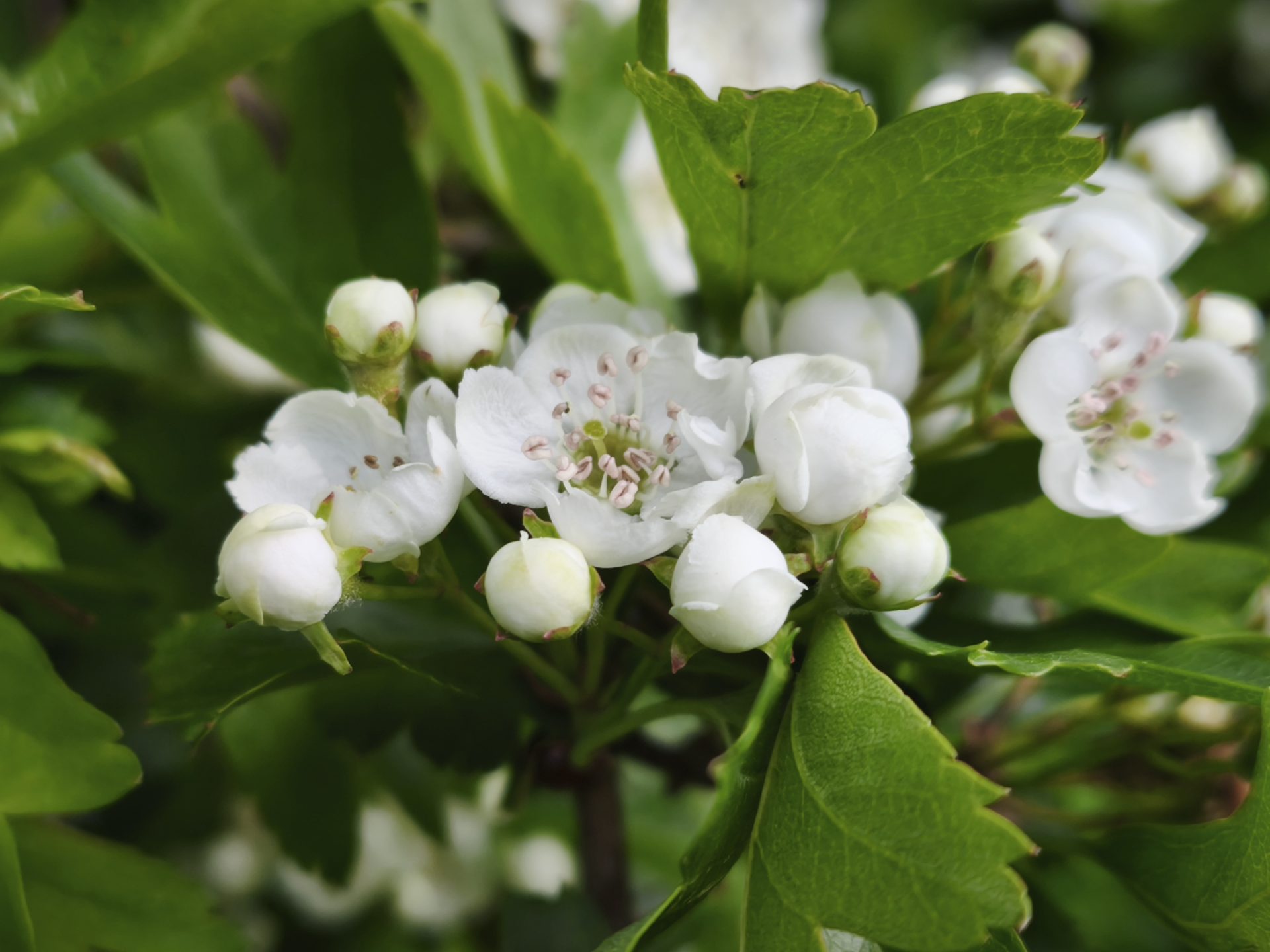 Hawthorn blossom