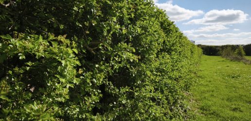 Hawthorn hedge