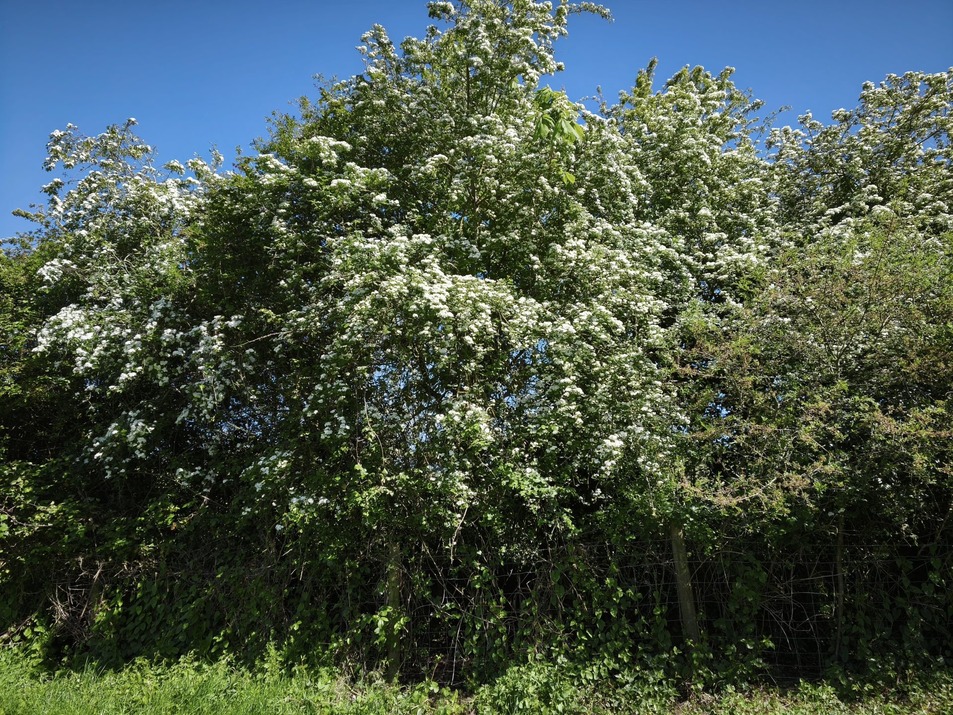 Hawthorn tree in bloom