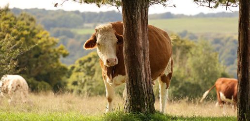Group of cattle on grassland