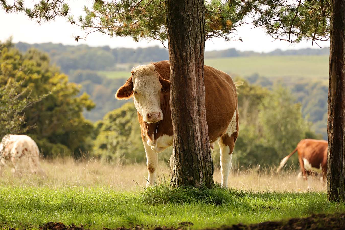 Group of cattle on grassland