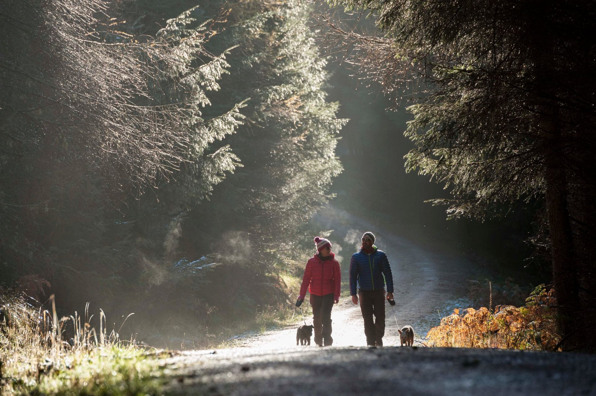 Walkers in Cardrona Forest, Tweed Valley, Borders, Scotland.
