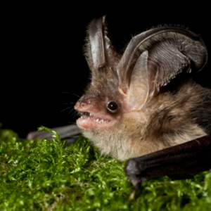 Image of a bat. Credit: Chris Scott