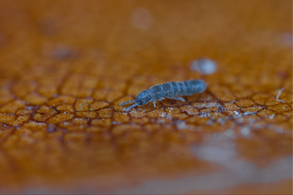 Collembola (springtail) - Folsomia quadrioculata