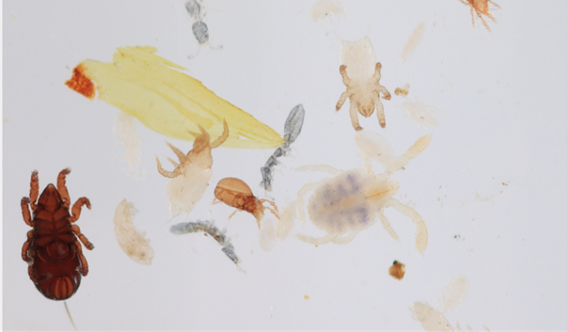Example of image taken using mescoscanner showing variety of overlapping and different mesofauna alongside debris.