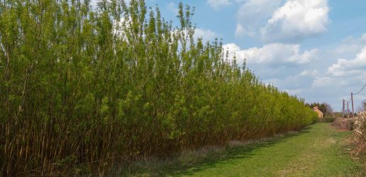 Biomass trees poplar willow coppicing for renewable energy.