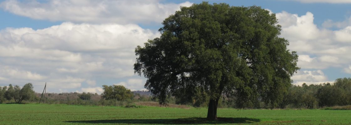 ToW lone tree in field focused