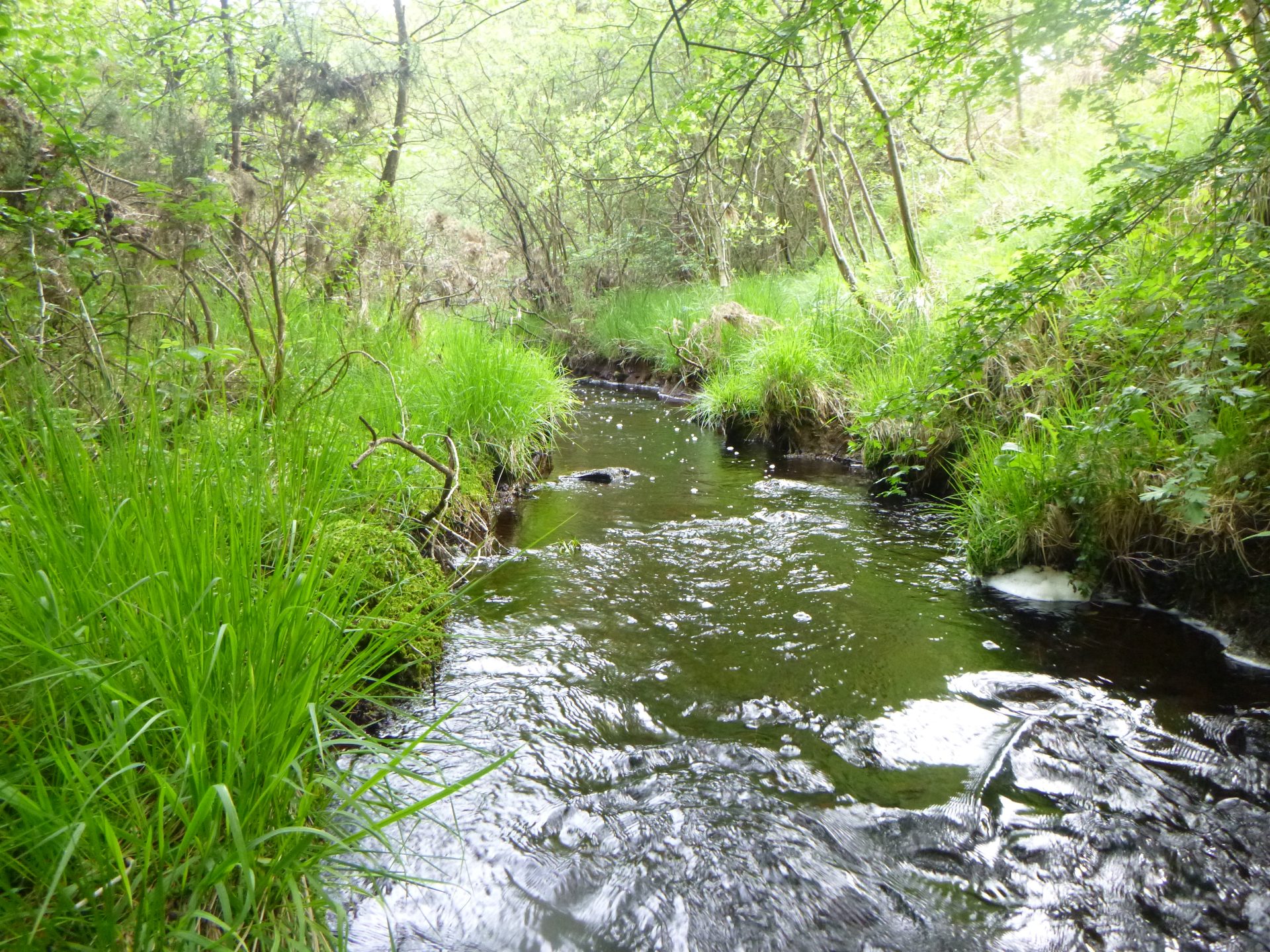 Woodland water quality_May 2024 Stockland Beck