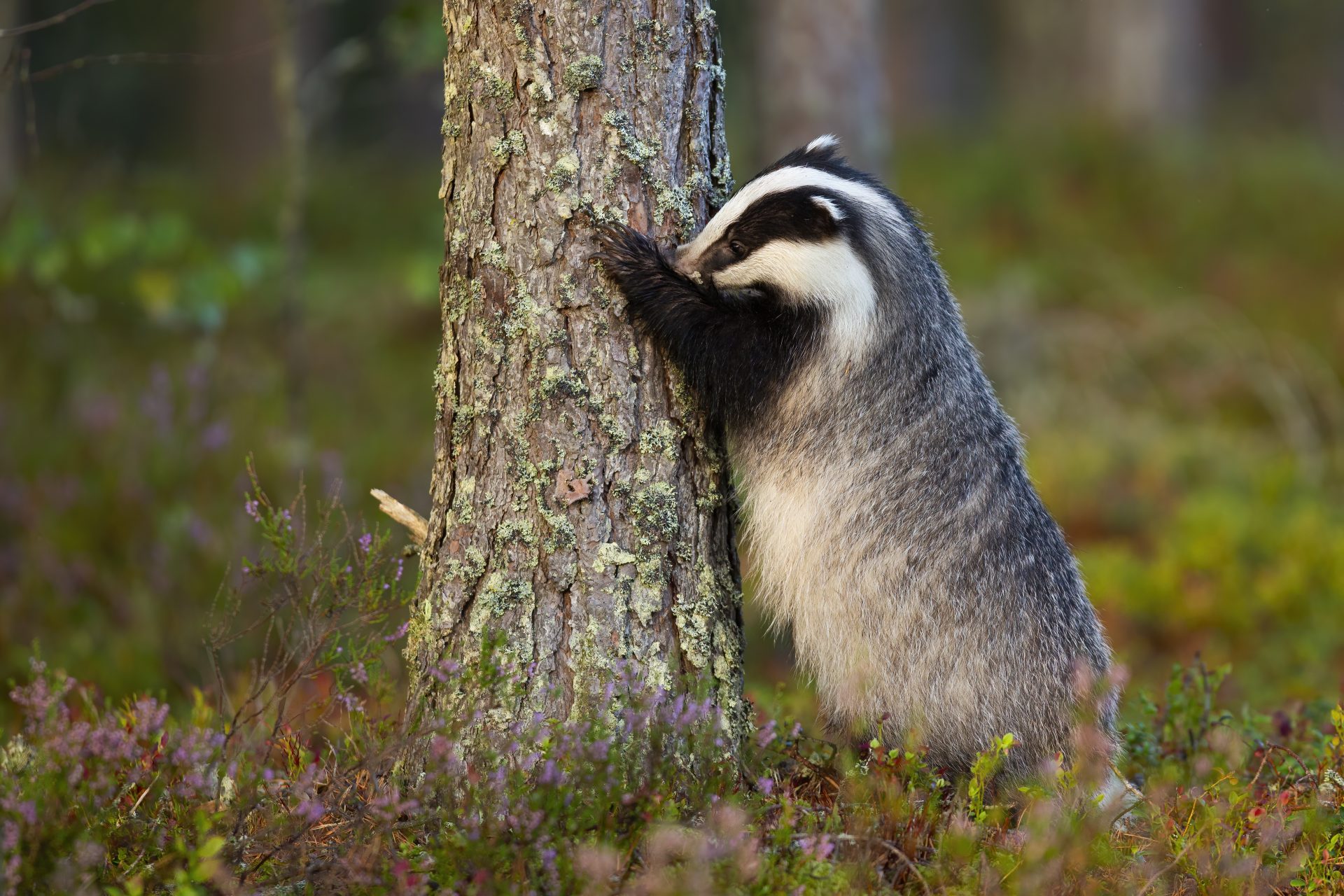 Fluffy european badger, meles meles, sniffing trunk of coniferous tree with nose.