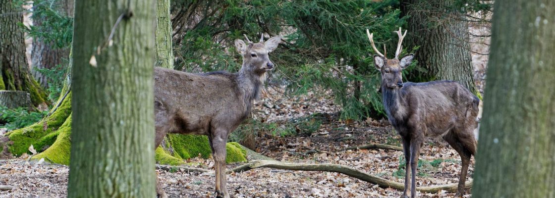 A stunning Manchurian Sika Deer (Cervus nippon mantchuricus or Cervus nippon dybowskii) Stock Photo | Adobe Stock