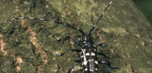 Asian Longhorn Beetle