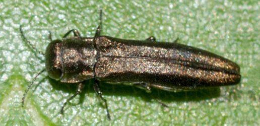 Bronze birch borer (Agrilus anxius) © Karl W Hillig