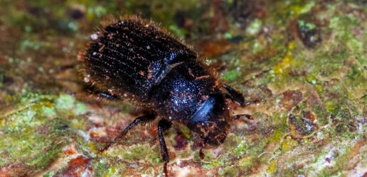 Great spruce bark beetle (Dendroctonus micans)