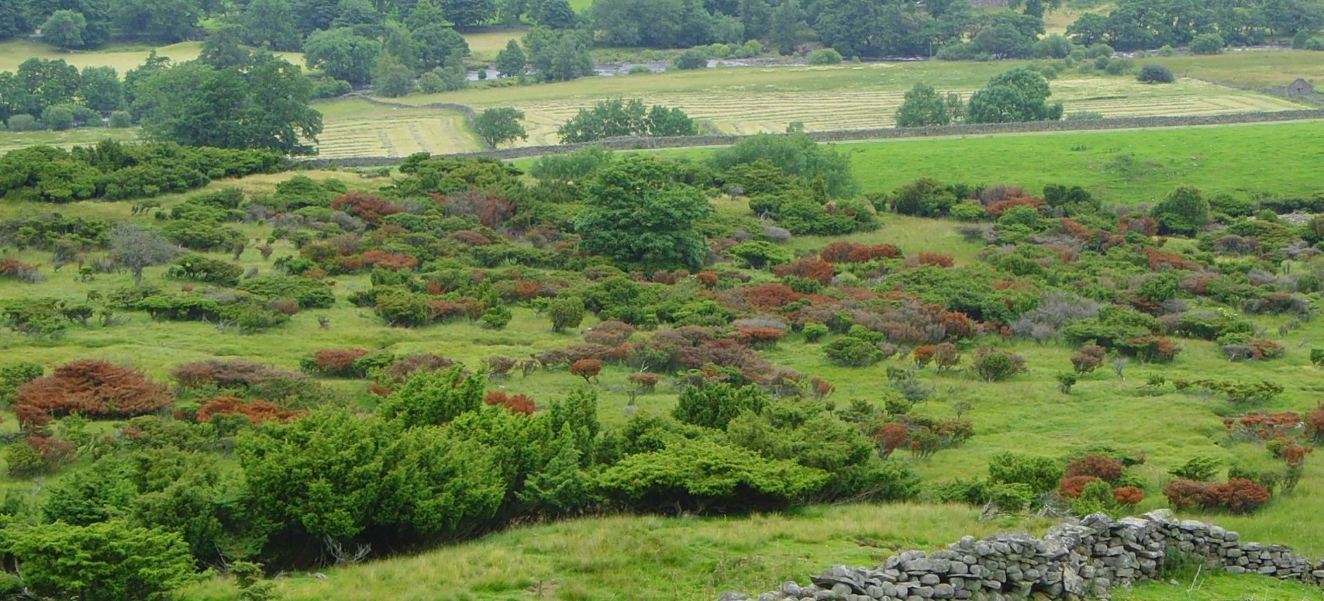 Above view of brown juniper trees affected by Juniper affected by P. austrocedri among green trees.