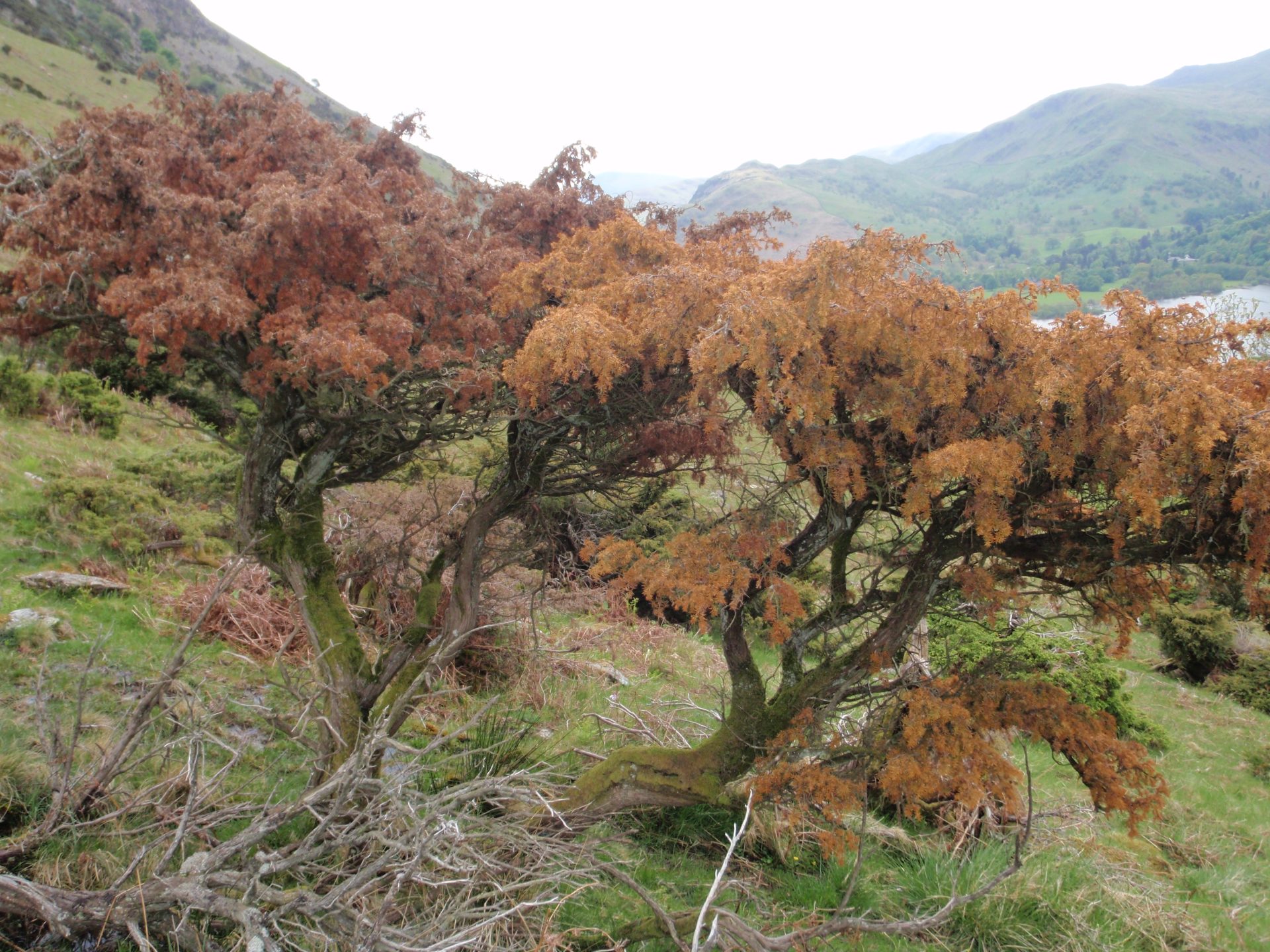 P. austrocedri killing Juniper in the lake District.