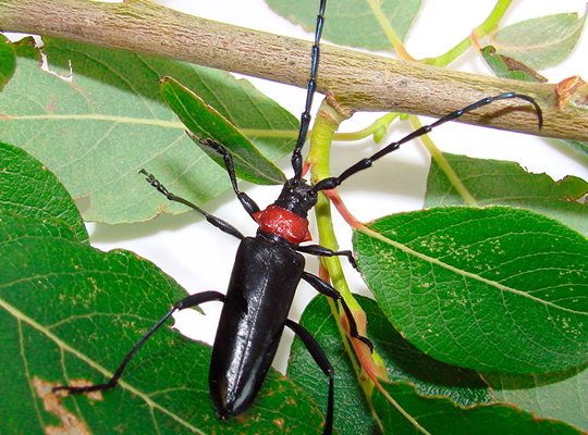 Red necked longhorn beetle