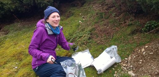 Researcher with equipment, collecting stems of juniper