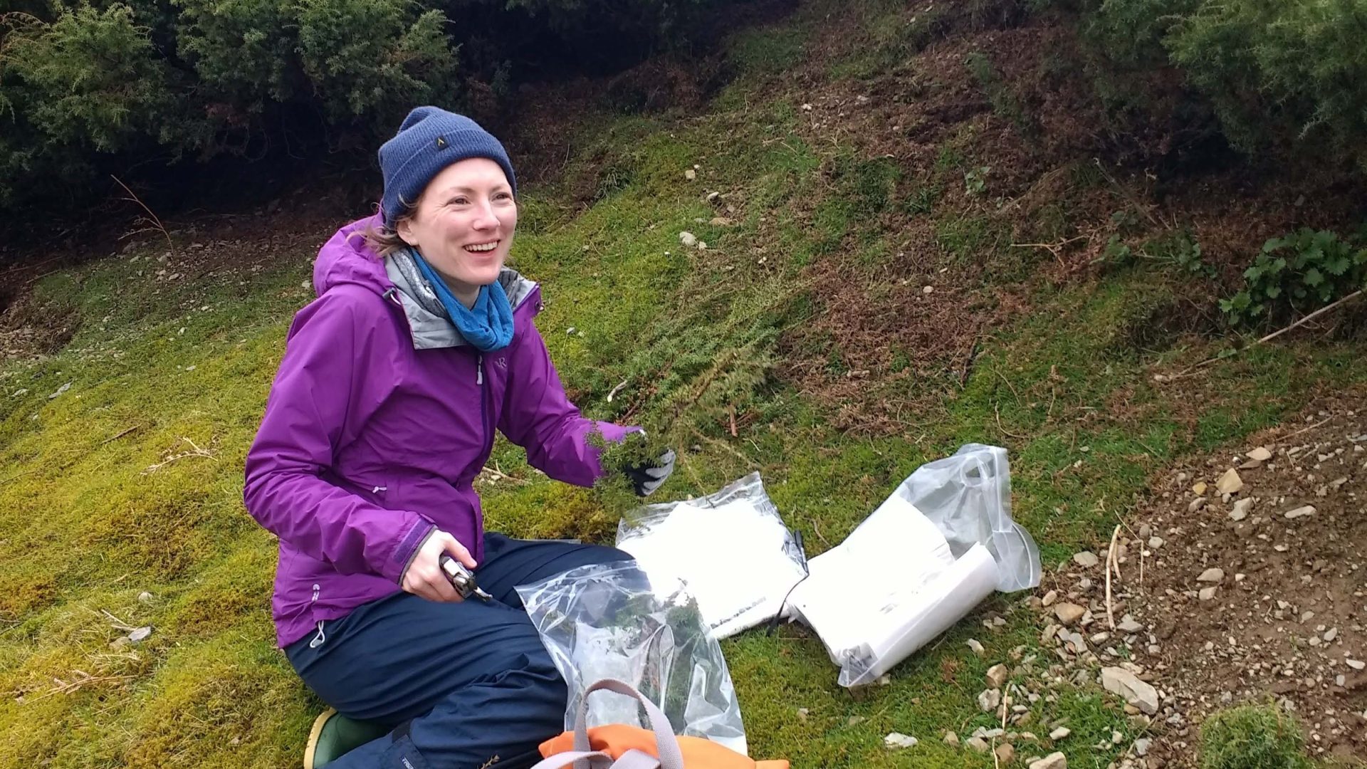 Researcher with equipment, collecting stems of juniper