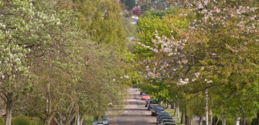 Street trees with cars parked on road. Cherry trees in blossom.