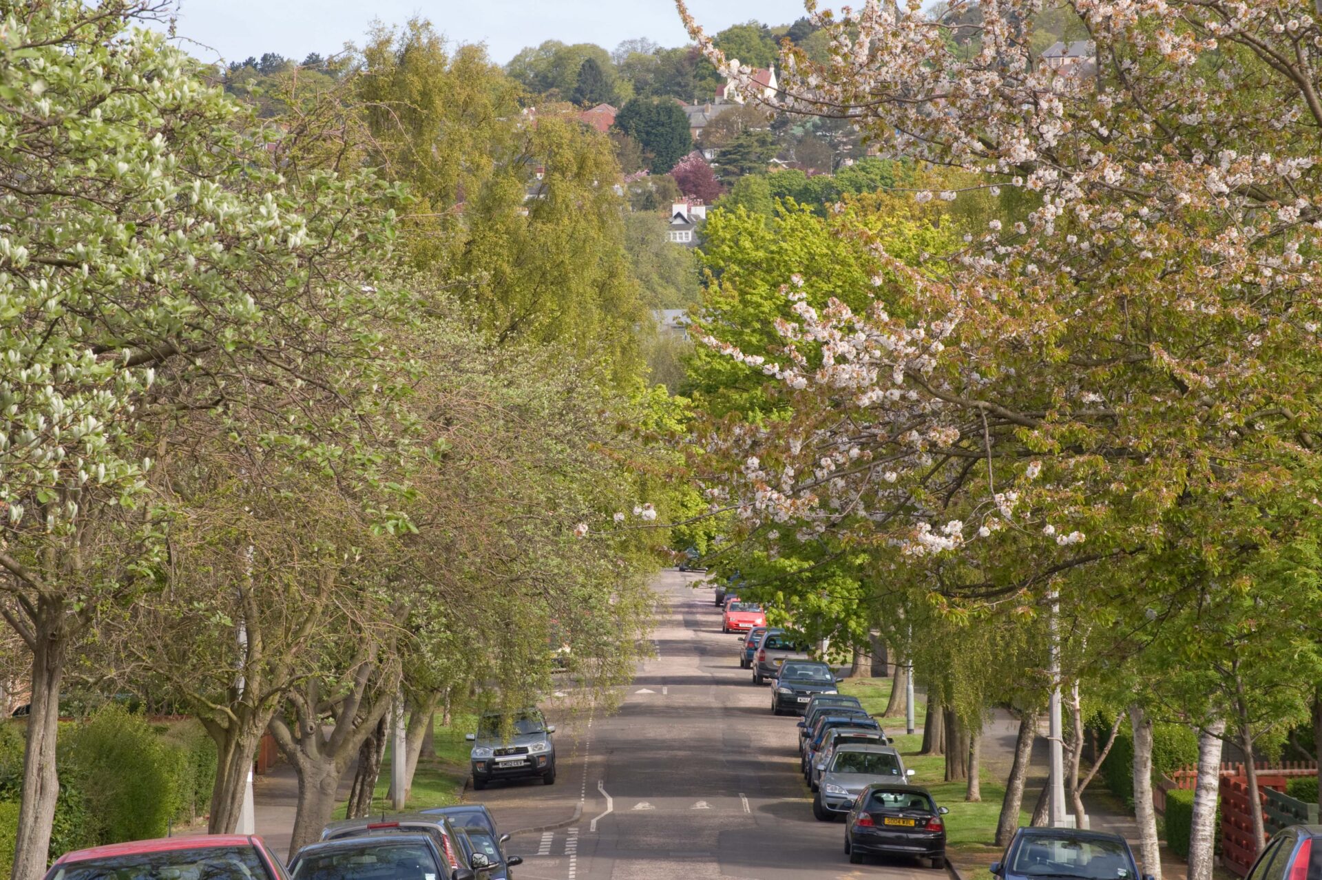 Street trees with cars parked on road. Cherry trees in blossom.