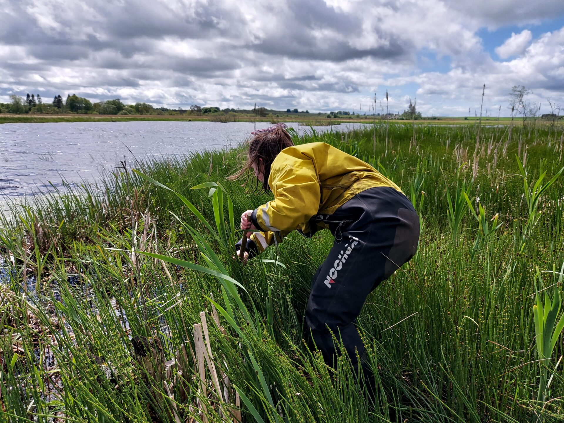 Scientist looking for insects in long grass by water