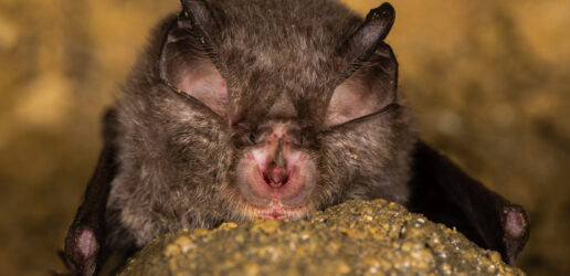 Bat