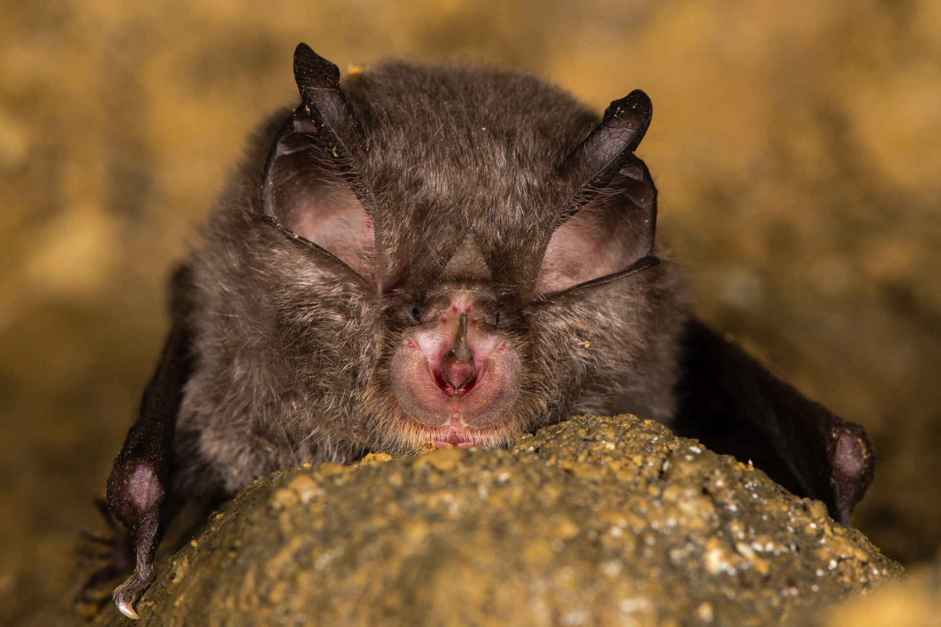 Bat