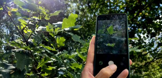 Hand holding phone and taking a picture of leaves.