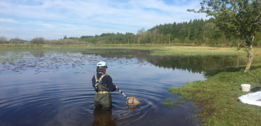 Scientist looking for insects in water