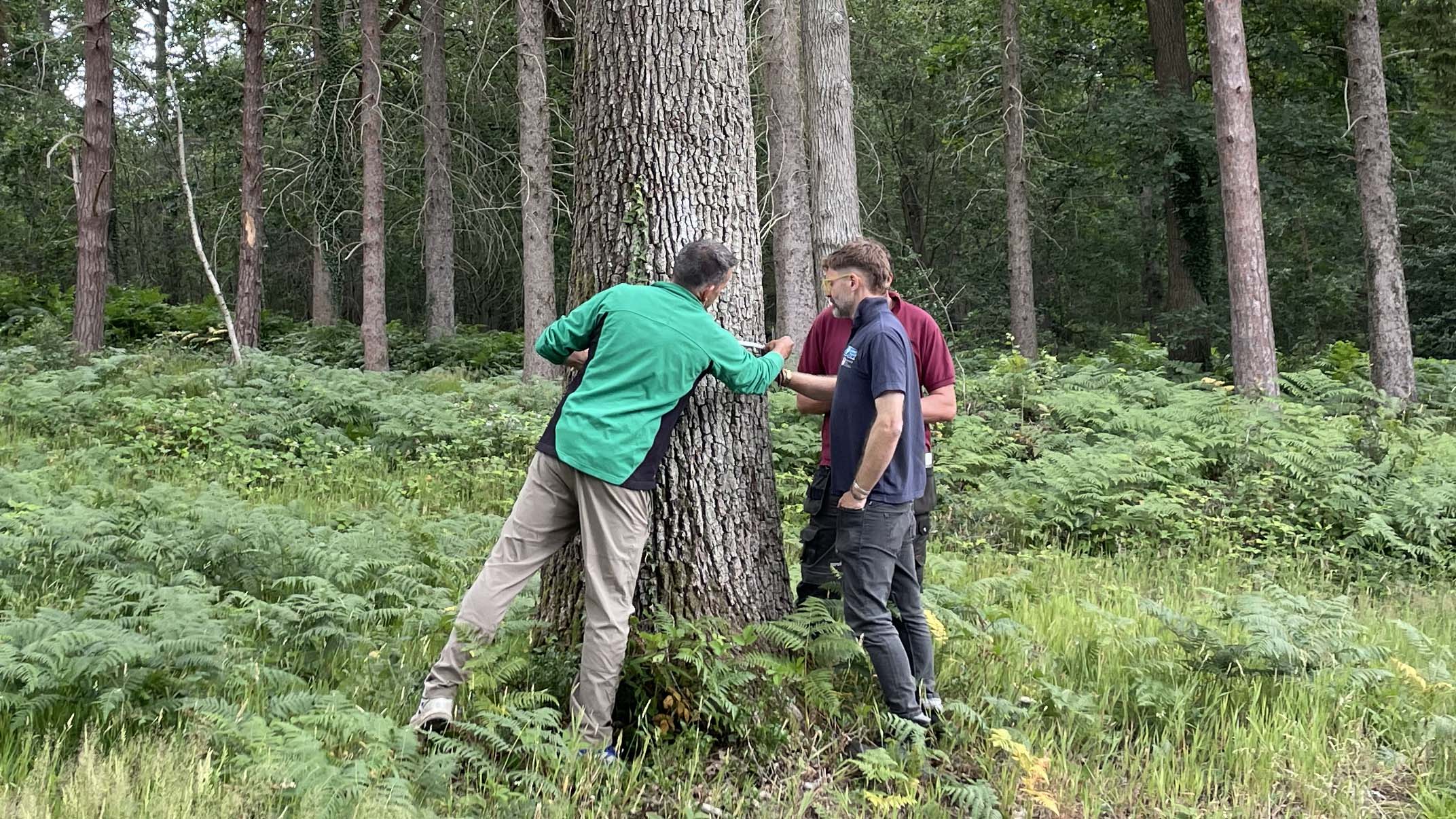 Three people measuring an oak tree.