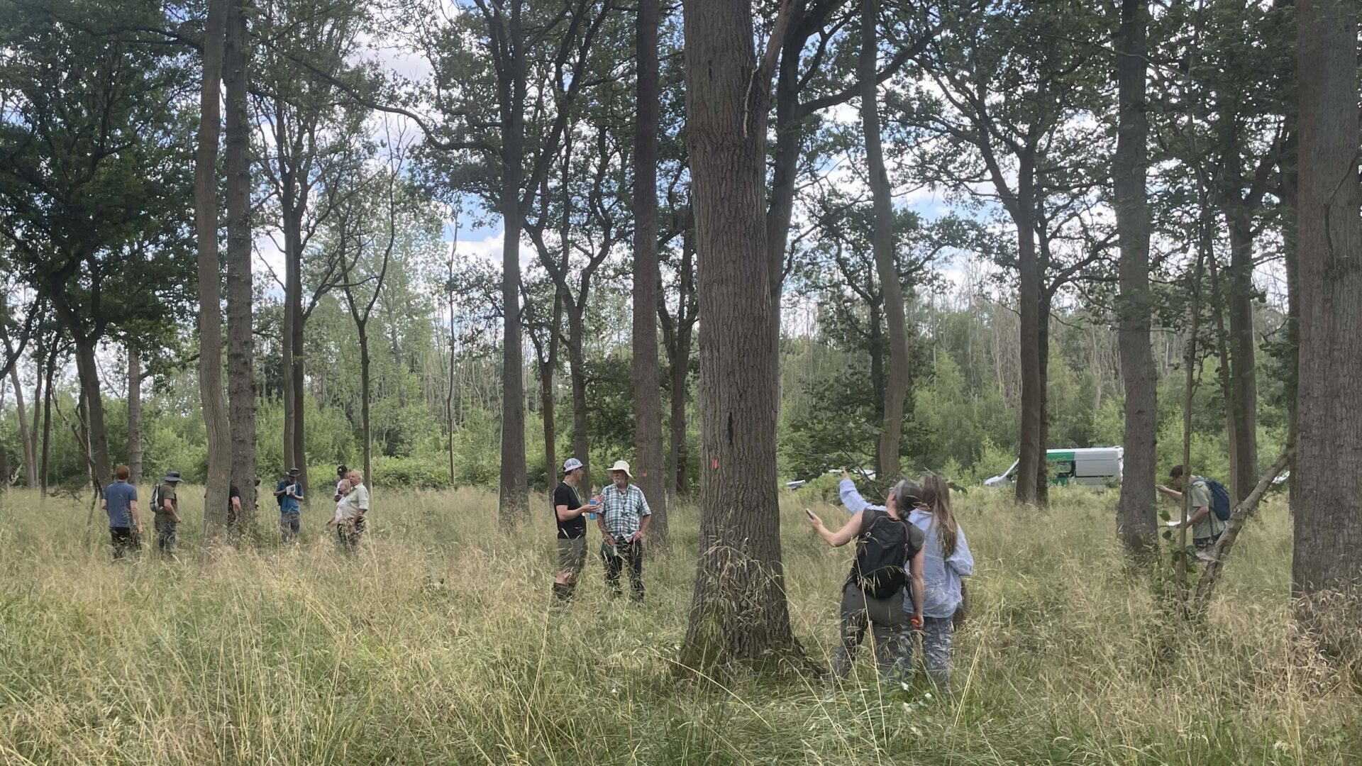 People assessing oak trees.
