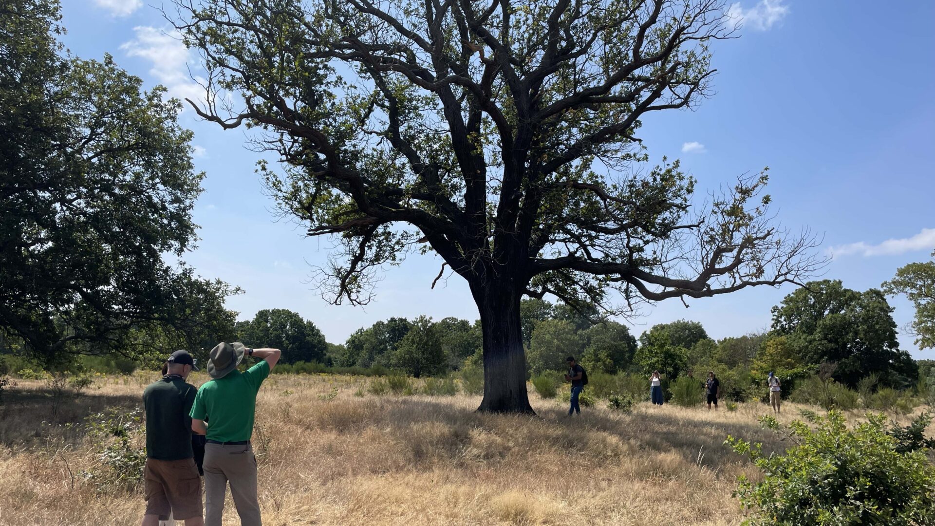 People looking at distressed oak tree. 