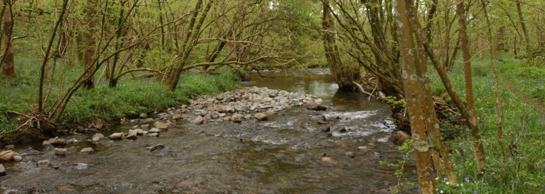 Flowing river with woodland on either side