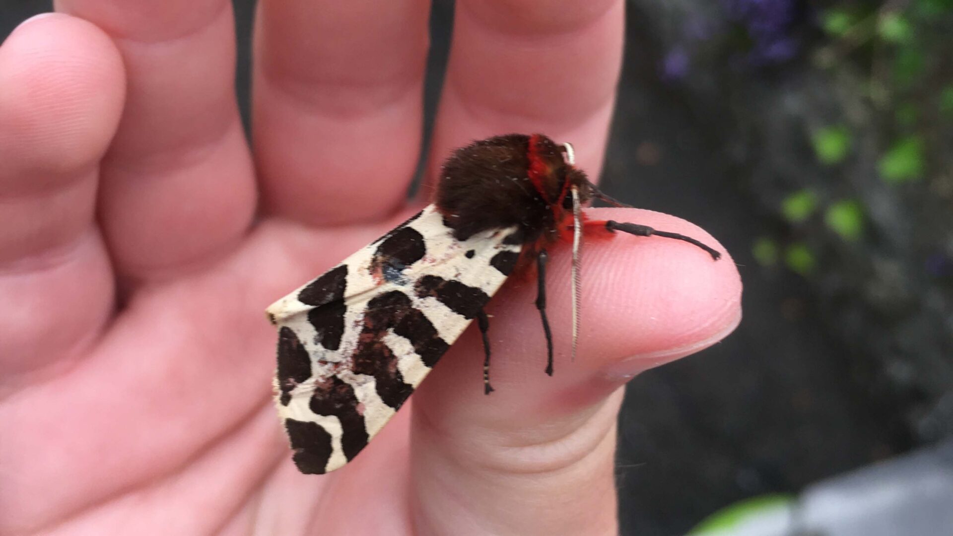 Garden tiger (Arctia caja) moth perched on thumb.