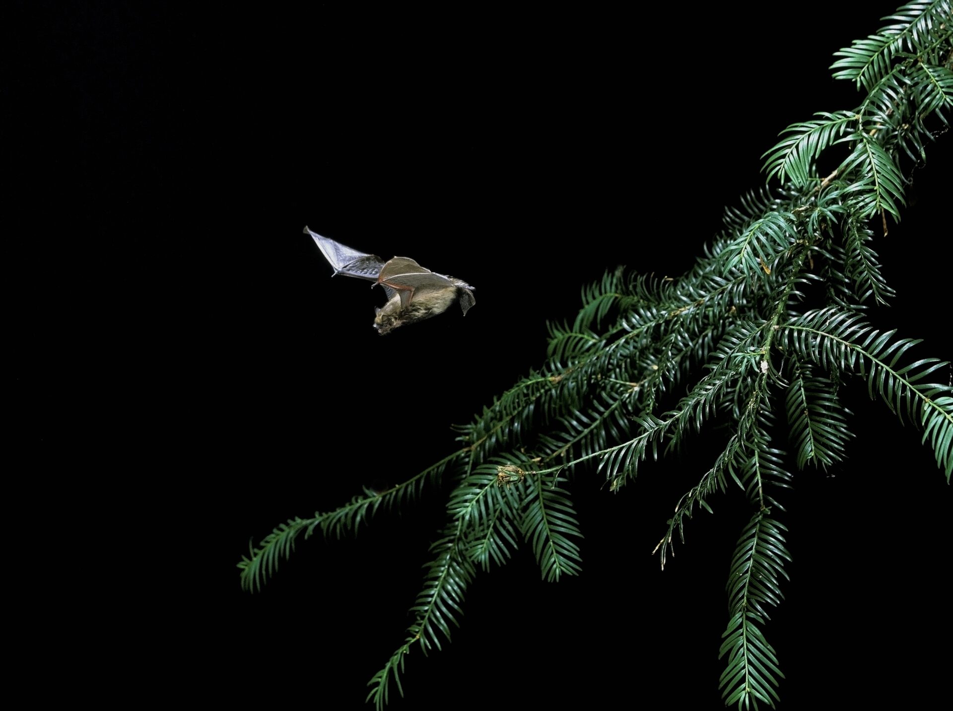 Common pipistrelle, pipistrellus pipistrellus in flight