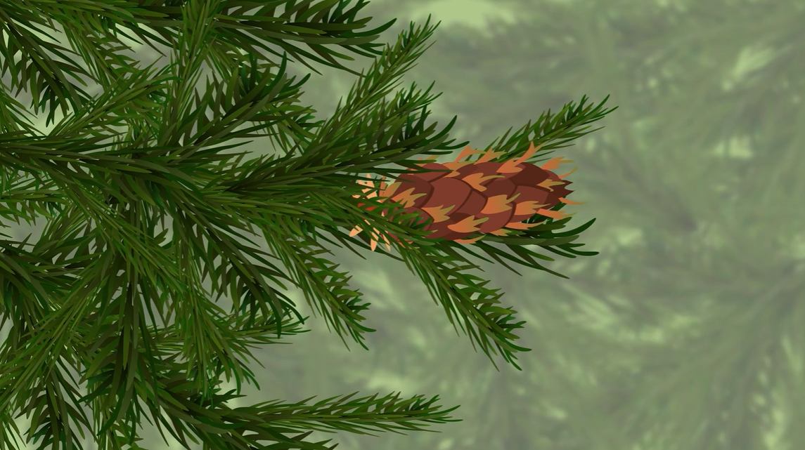 Stil from Douglas fir tree film. Showing leaves and cone.