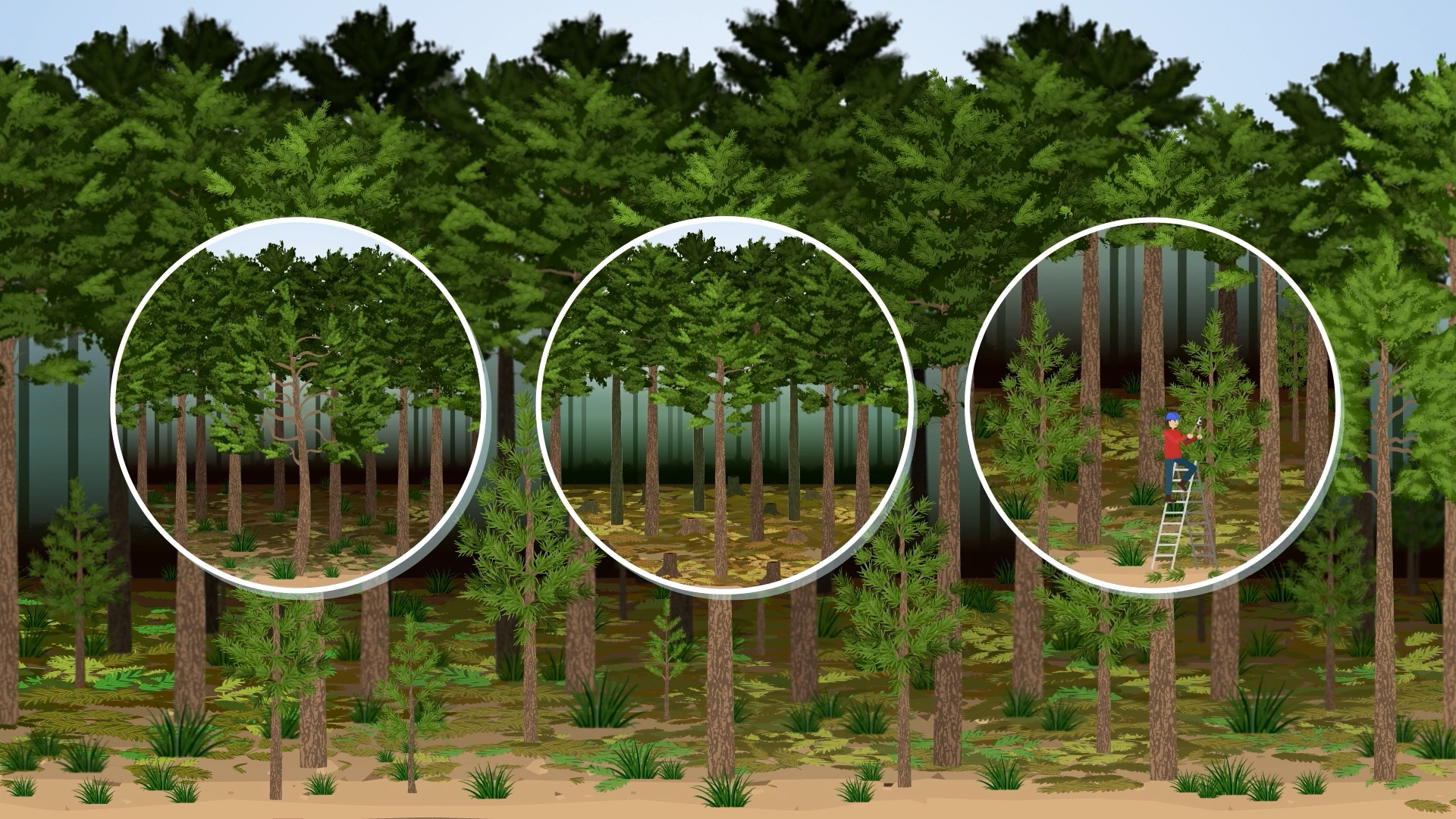 Still taken from Maritime Pine film. Images shows a zoomed in view of tree trunks.