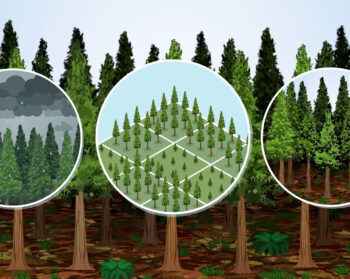 Spotlighting five alternative productive tree species