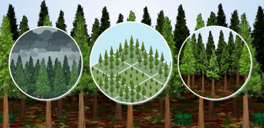 Still from Western red cedar film.