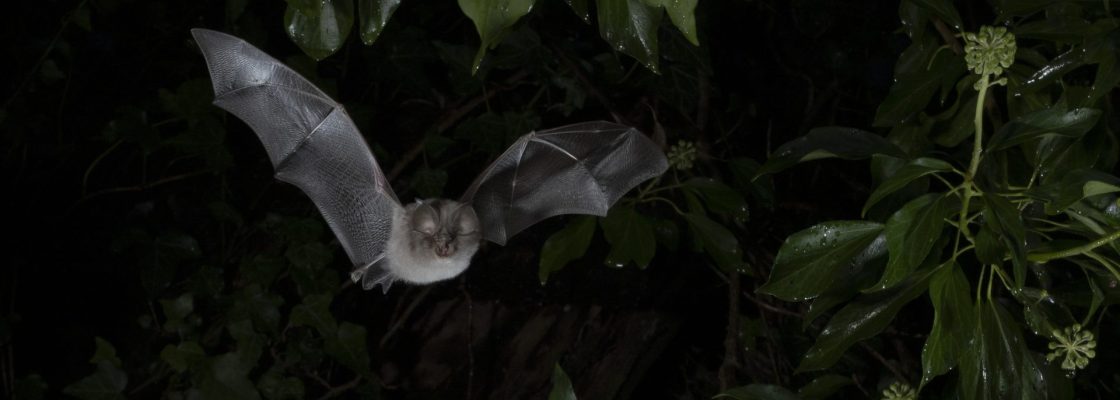 Image of Rhinolophus hipposideros Lesser horseshoe bat in flight. Credit Daniel Hargreaves