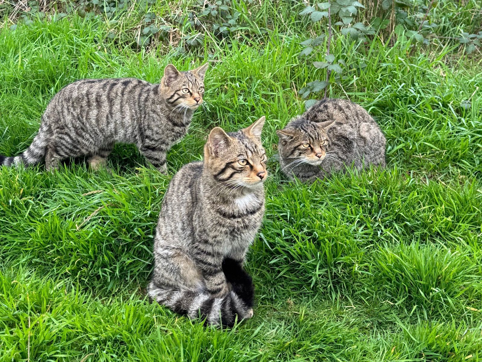 Three woodcats sitting on green grass