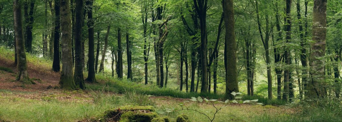 Idless woods near Truro Cornwall