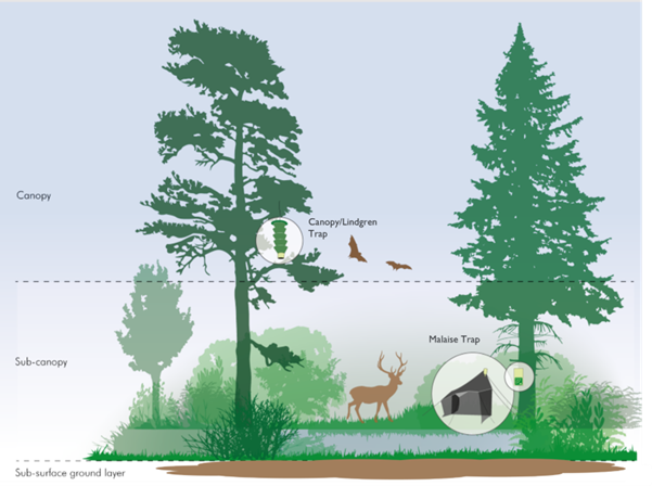 Graphic depicting equipment set up for monitoring canopy and sub canopy using eDNA